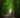 Person in jacket walking a dog along a peaceful green forest trail under tall trees on a quiet nature path.