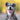 Happy gray dog with tongue out smiling in a sunny outdoor setting, closeup portrait capturing joyful expression and bright eyes.