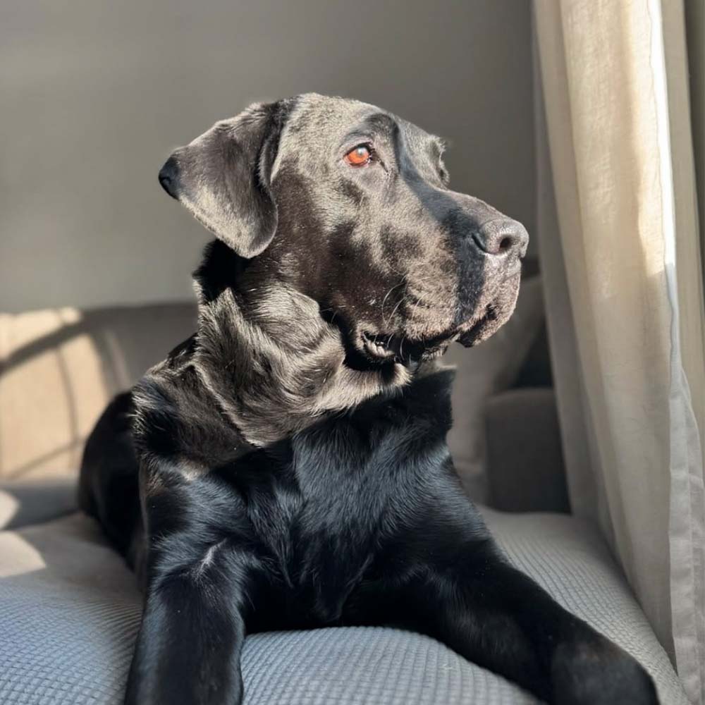 Black Labrador dog relaxing on a couch in warm sunlight, gazing out the window with a calm and peaceful expression.