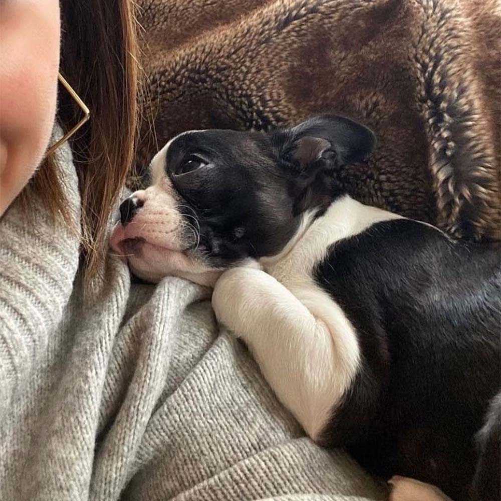 Boston Terrier puppy cuddling close to owner on a cozy couch, showing affection and warmth in a relaxed indoor setting.