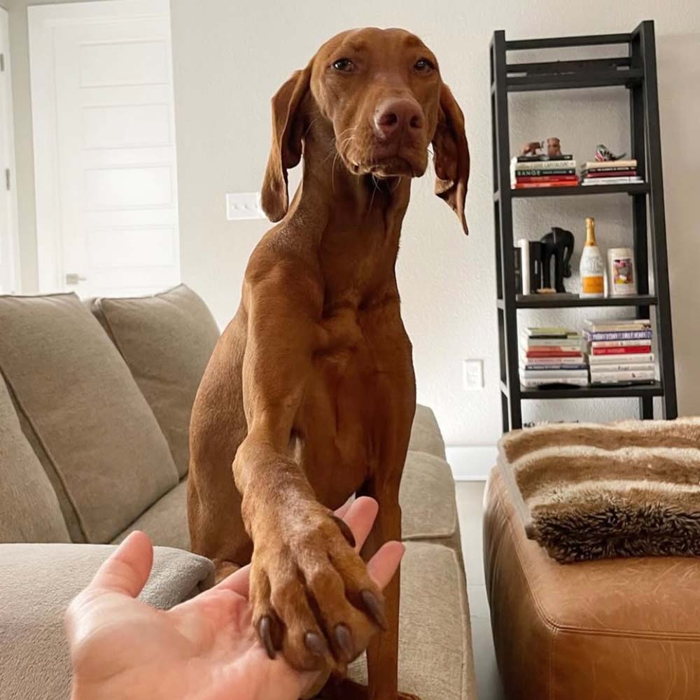 Brown Vizsla dog sitting on couch and shaking owner’s hand, showing trust and affection in a cozy home environment.