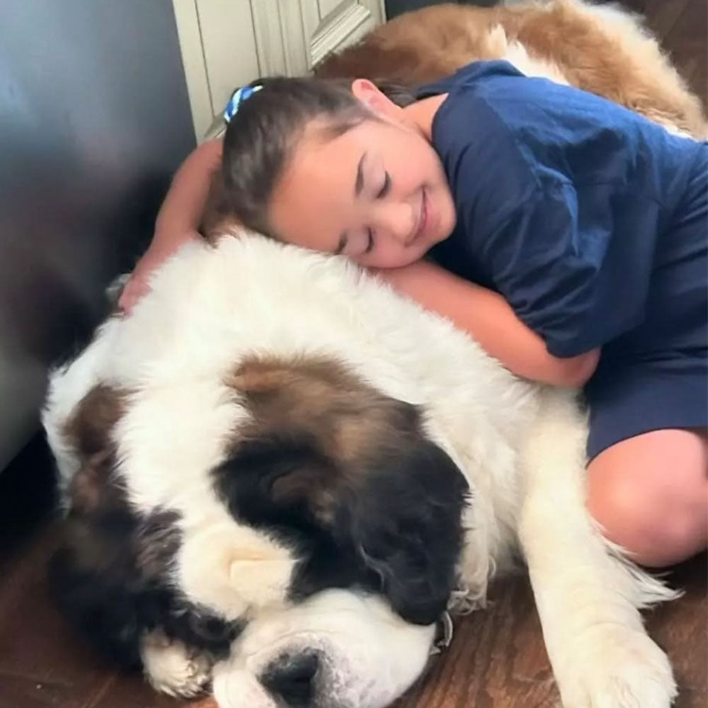 Smiling girl hugging a large Saint Bernard dog while sitting on a wooden floor, showing love and companionship between pet and child.