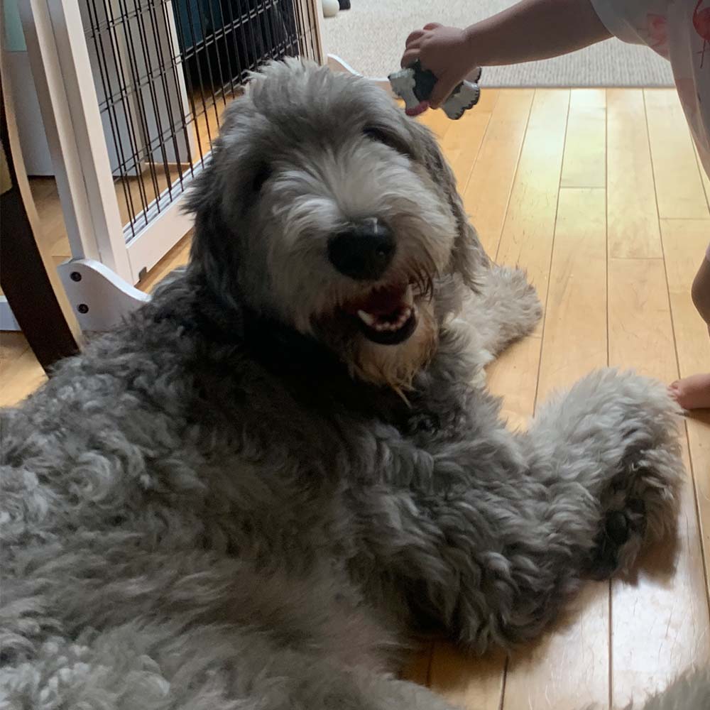 Happy grey dog lying on a wooden floor indoors while a child plays nearby, showing a warm and playful family moment.